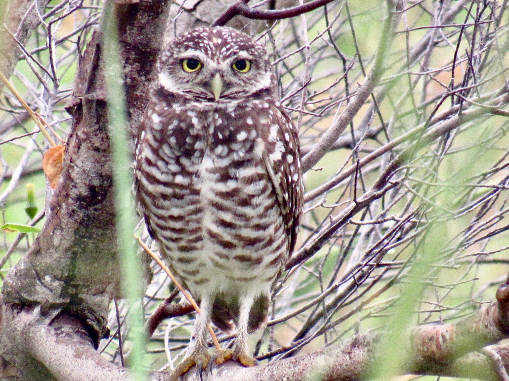burrowing owl by Chris Marsh